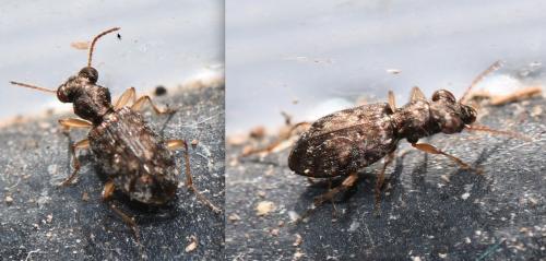 Réf. 276 207 : Asaphidion curtum